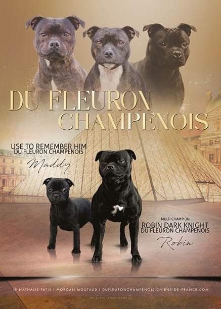 Du Fleuron Champenois - Stafford Book