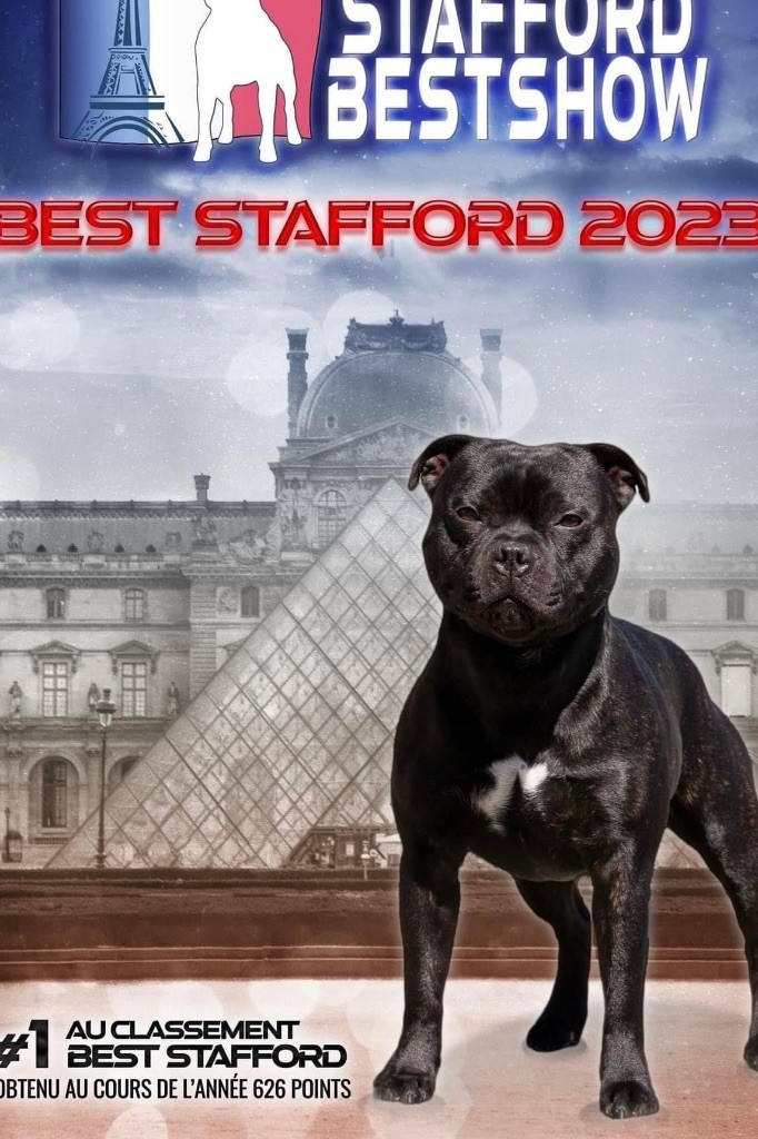 Du Fleuron Champenois - Top Stafford Best Show 2023