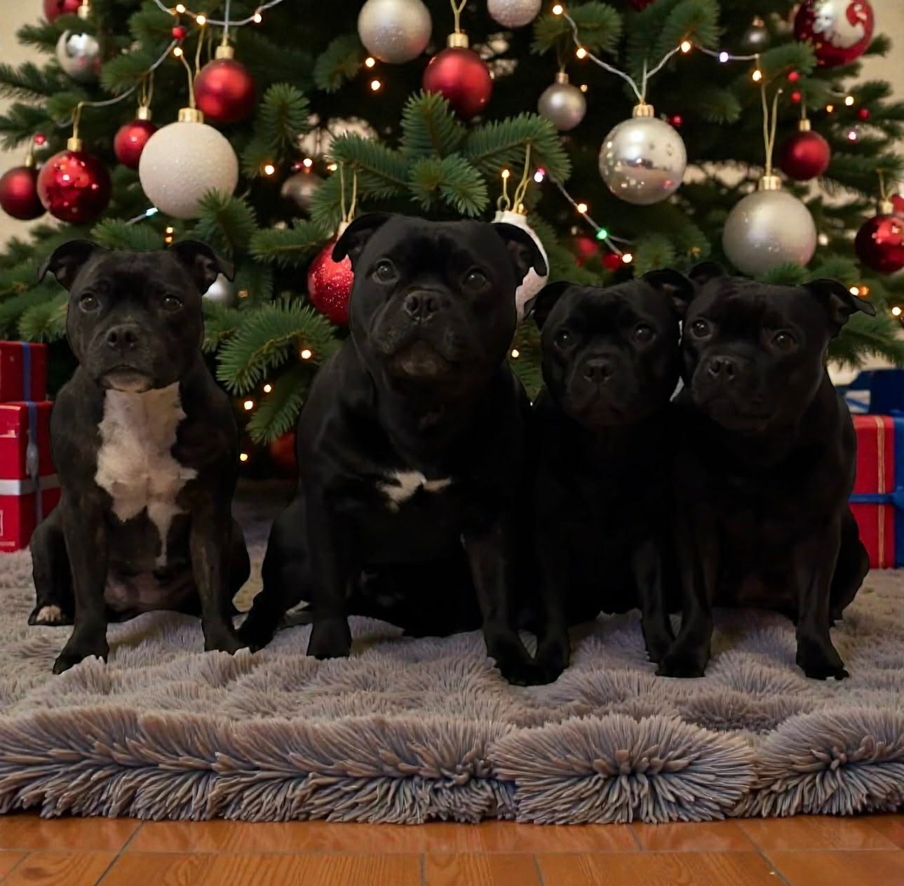 Le staffie issu d un élevage d sélection
