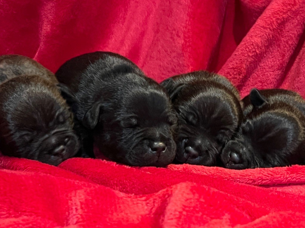 Du Fleuron Champenois - Les babys 10 jours 